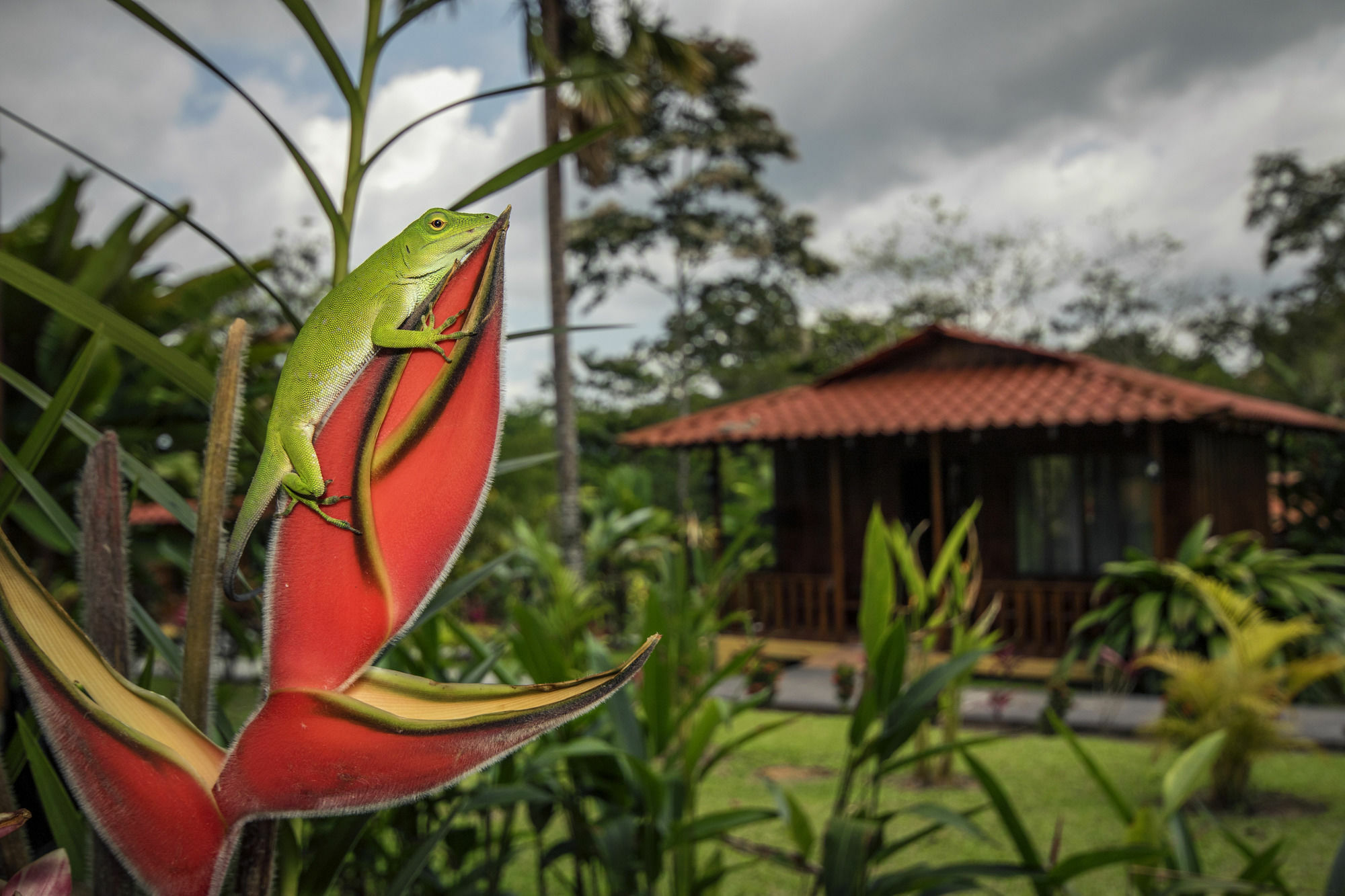 Hotel Rancho Cerro Azul La Fortuna Exteriör bild